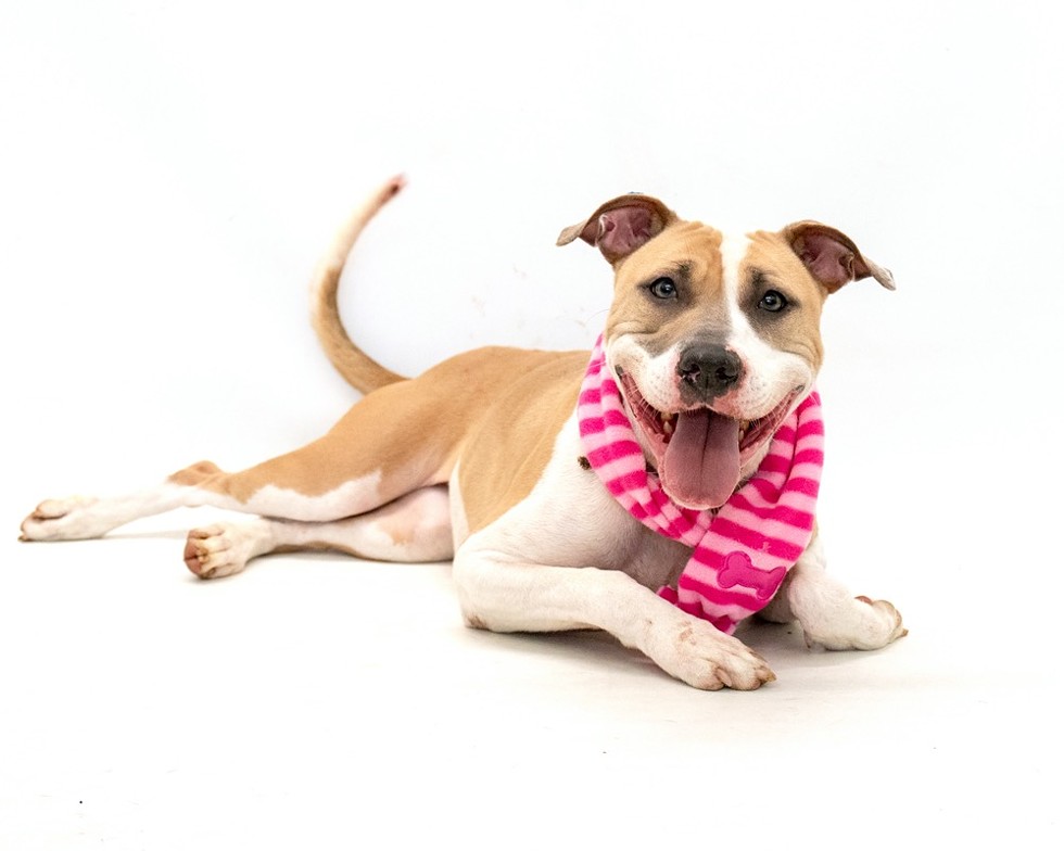 Joanie (A443371) - Photo by Pawsitive Shelter Photography