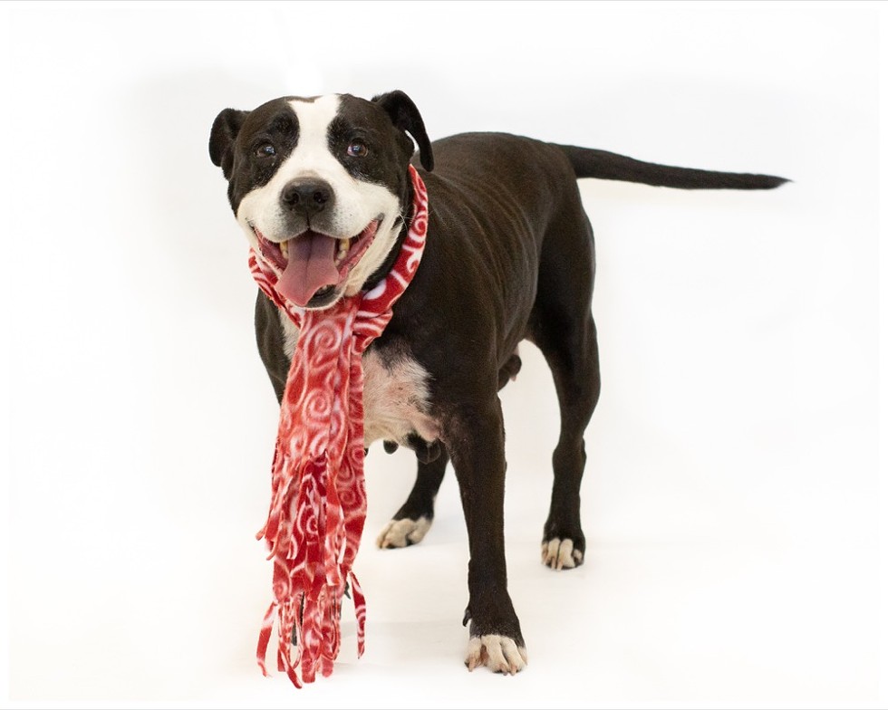 Lola (A443985) - Photo by Pawsitive Shelter Photography