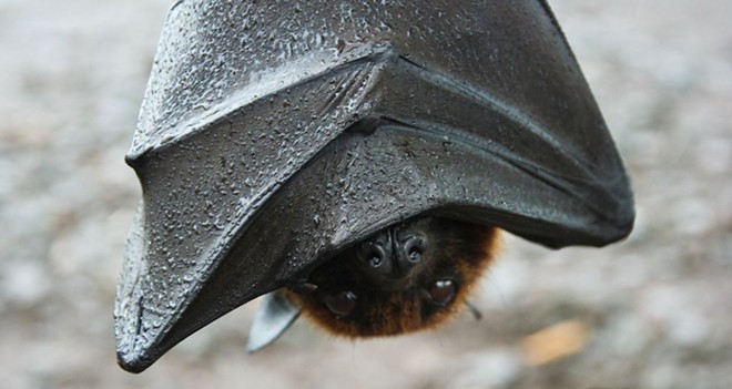 Florida bat hanging upside down - THE OCCASIONAL BAT/TWITTER