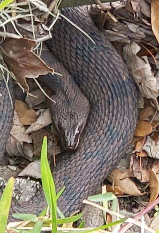 Snake orgy in Lakeland closes portion of city park (2)