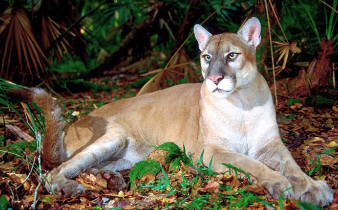 Another Florida panther killed by vehicle, car-related death toll jumps