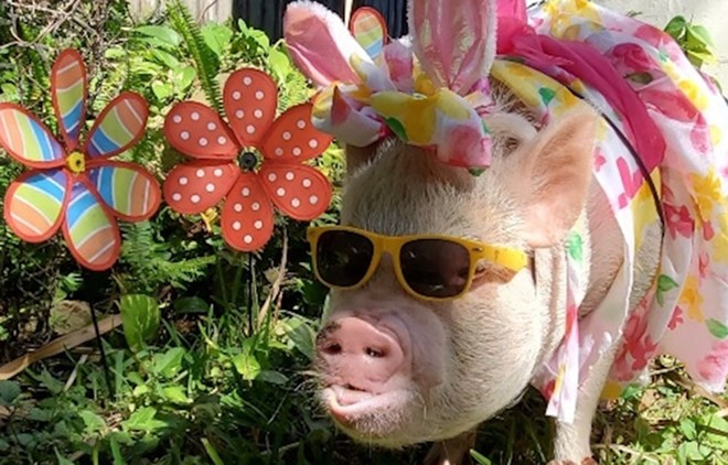 A Florida pig named 'Duck' is trying to become the next Cadbury Bunny
