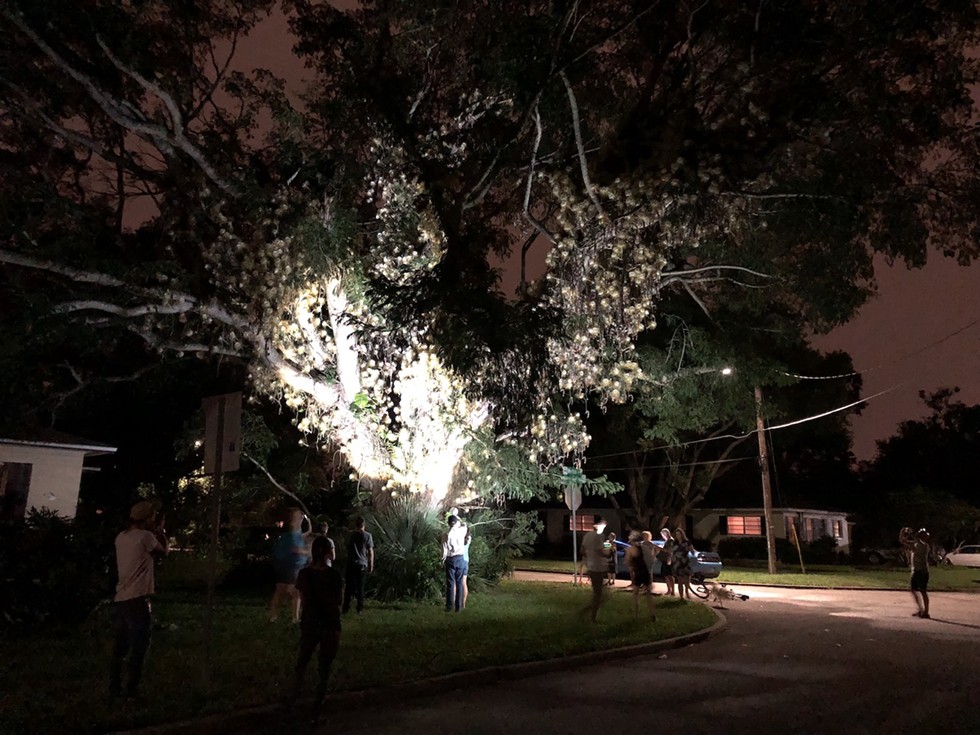 Photos of the most magnificent night-blooming cereus in Orlando