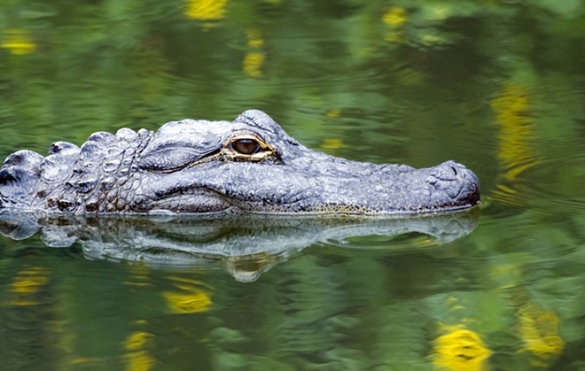 American alligator - Photo via Adobe Stock