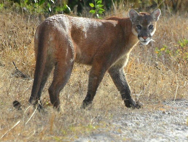Florida panther population has increased, FWC reports