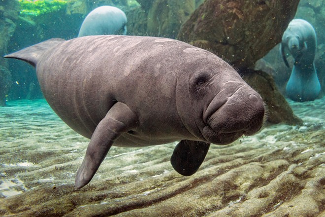 Florida manatee deaths are way up this year, and experts point to COVID-19 as a factor
