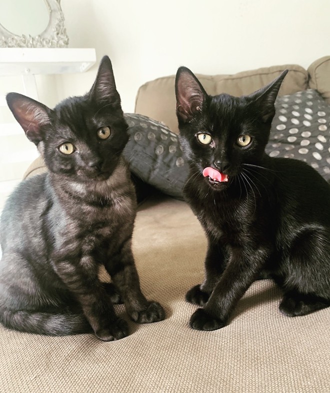 Meet Lambo and Bugatti, a pair of silky micro-panthers who are ready to be adopted from Orange County Animal Services today