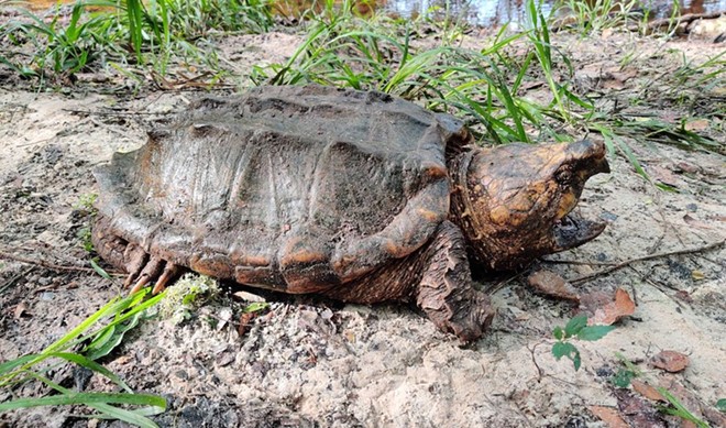 Florida researchers discover 100-pound alligator snapping turtle near Gainesville (3)