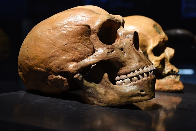 Ancient Neandertal skull vs. modern skull - Adobe