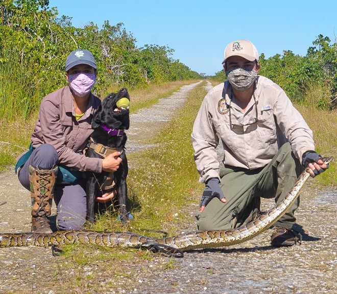 Florida's new python-sniffing dog Truman bags 8-foot python, is confirmed to be a good boy