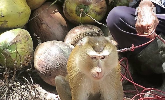 Publix won't stop selling coconut milk from company that uses monkey slave labor, says PETA