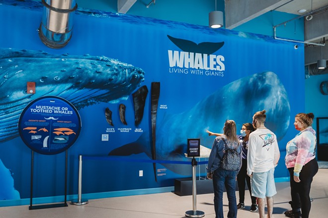 Media darling Clearwater Marine Aquarium to star in new whale rescue documentary (8)