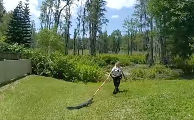WATCH: Florida police officer wards off horny alligator with a broom