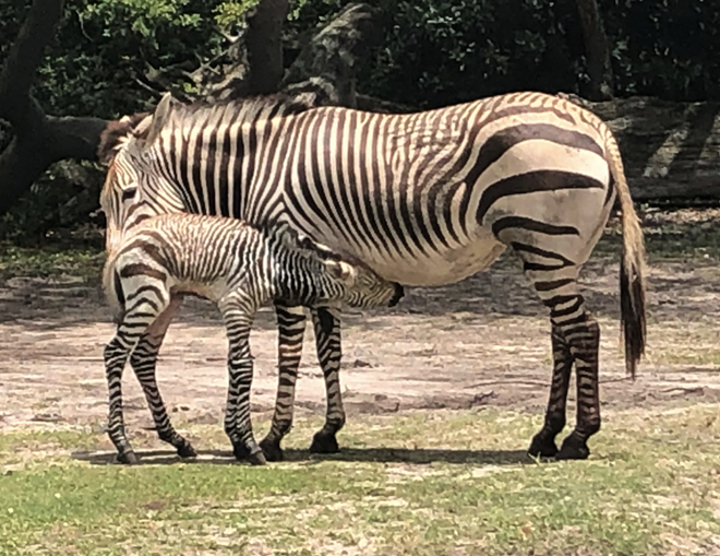 Disney's Animal Kingdom welcomes baby zebra while park guests watch