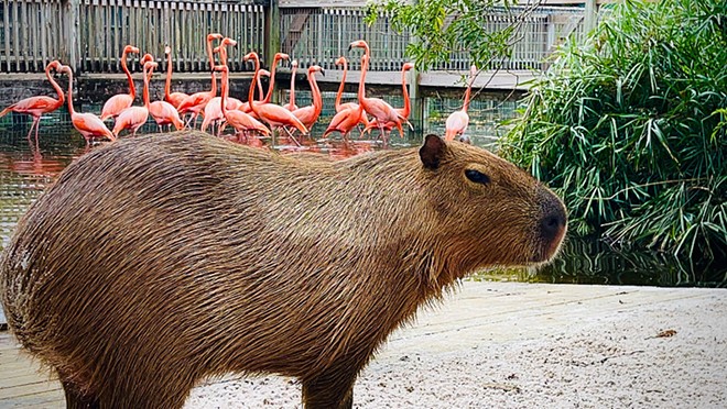 Gatorland's capybara siblings are getting a new home at park's Flamingo Island (2)