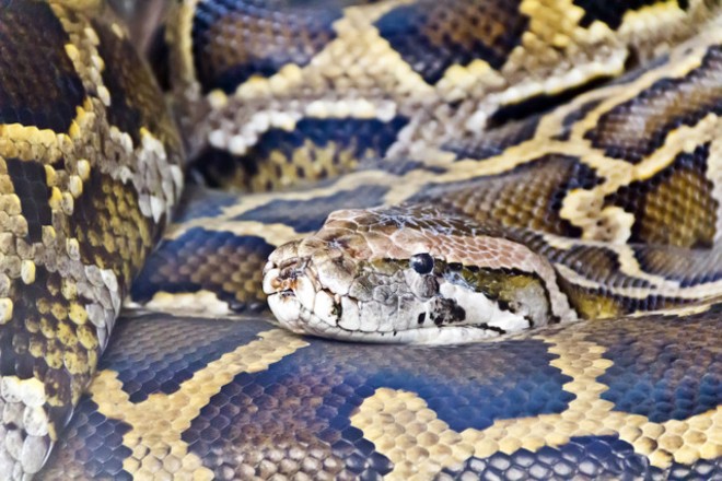 185-pound Burmese python captured in Naples might be heaviest in Florida history