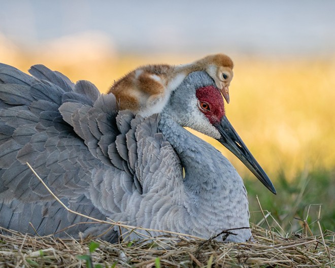 Winter Garden resident Robin Ulery won this year's amateur bird photography award for this shot of a Sandhill crane and its child. - PHOTO VIA AUDUBON/ROBIN ULERY
