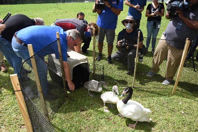 Black-necked swan cygnets released onto Lake Eola (3)