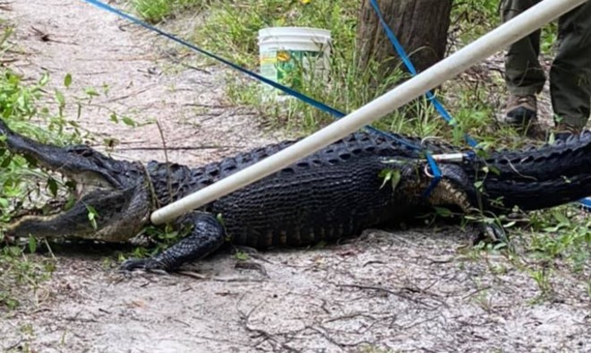 A nine-foot alligator severely injured a bicyclist who fell into the water where it was swimming. - PHOTO VIA MARTIN COUNTY SHERIFF'S OFFICE