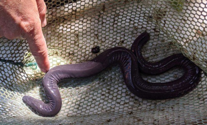 The 'penis snake' is Florida's latest invasive species