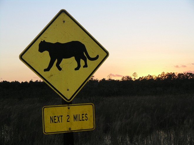Another Florida panther was hit and killed by a car
