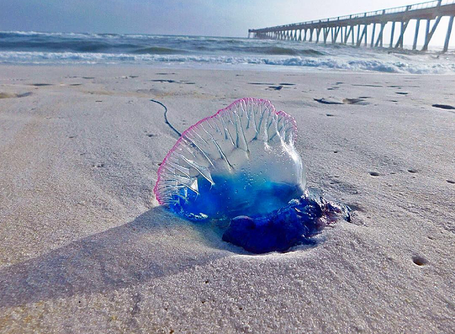 Strong weekend winds bring Portuguese man-of-wars to Florida beaches