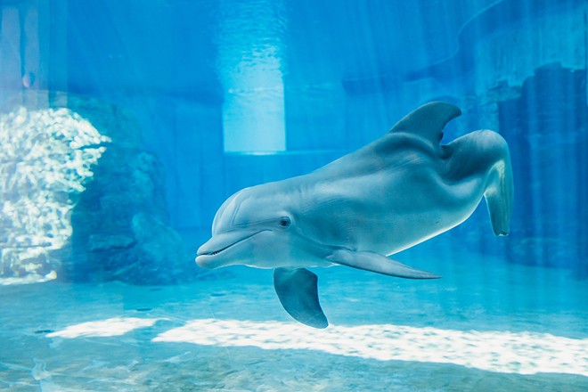 Winter the Dolphin without her prosthetic tail - Image via the Clearwater Marine Aquarium