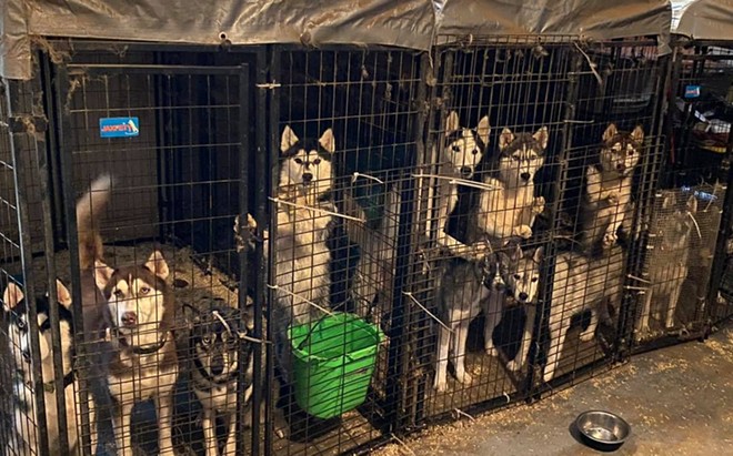 More than 60 dogs removed from Florida puppy mill's 'deplorable conditions'