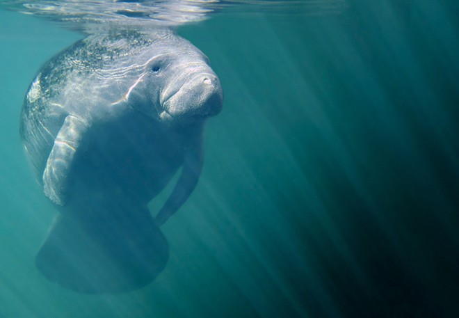 Environmentalist groups file lawsuit against EPA over record manatee deaths