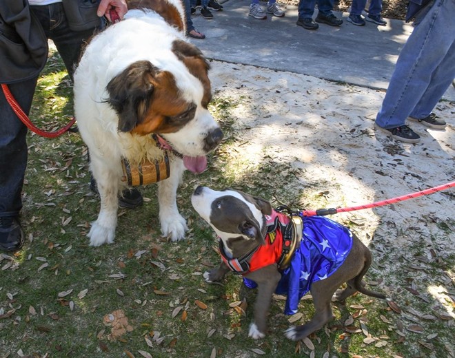 The 28th annual Paws in the Park pet festival by the Pet Alliance of Greater Orlando will return to Lake Eola Park with "human" and "canine" activities on Feb.12. - PET ALLIANCE OF GREATER ORLANDO
