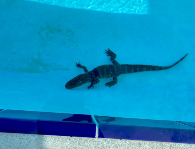 Alligator unsuccessfully tries out for high school swim team near Orlando | Orlando Area News | Orlando