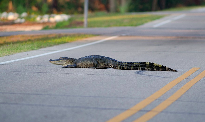 Hillsborough County man dies after crashing into 11-foot alligator in road | Florida News | Orlando
