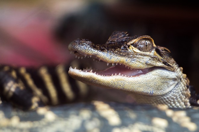 Florida man arrested after police find meth, baby alligator in his truck | Florida News | Orlando