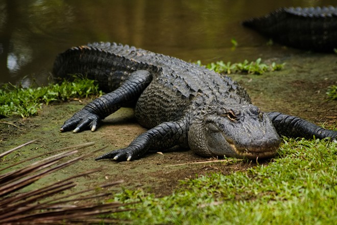 Floridians dream about alligators more than anything else, study finds