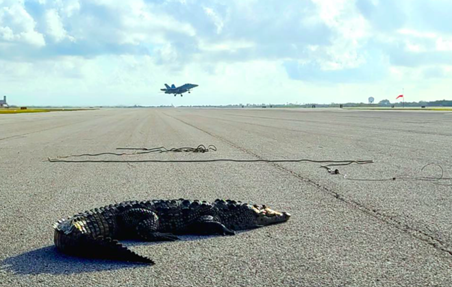 Huge crocodile shuts down airfield at Florida Naval base | Florida News | Orlando