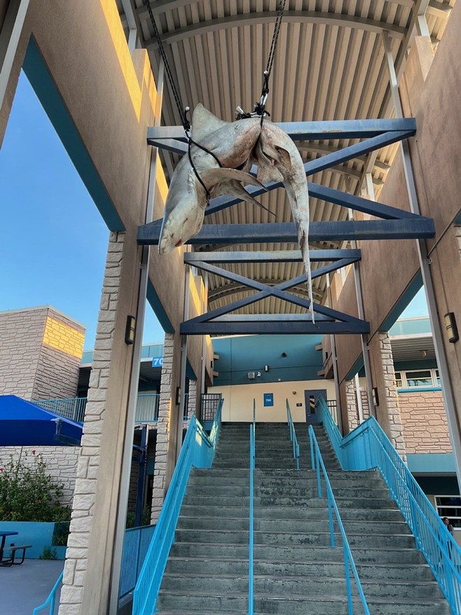 Dead shark hung from rafters of Florida high school in apparent senior prank | Florida News | Orlando