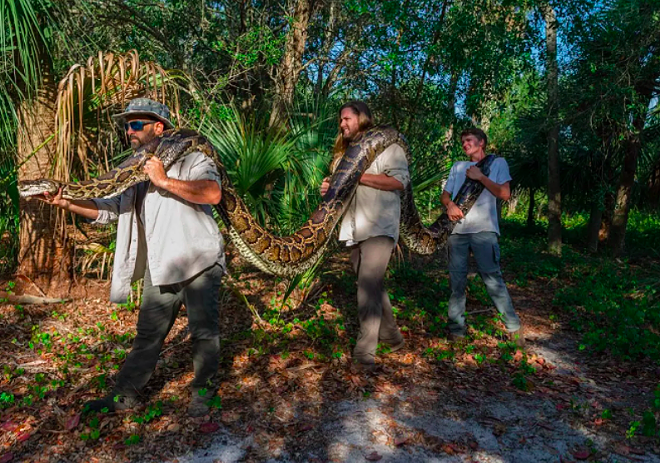 Trackers catch Florida's largest Burmese python ever