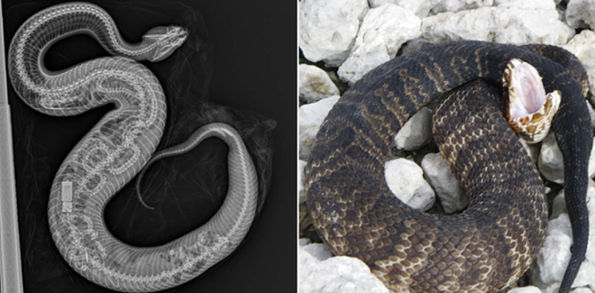 Florida native snakes are eating invasive Burmese pythons | Florida News | Orlando