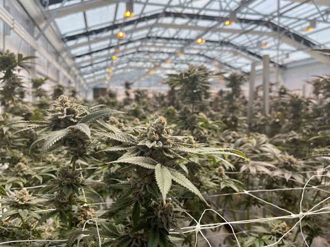 A greenhouse at Cresco’s Indiantown medical marijuana processing facility - photo by Seth Kubersky