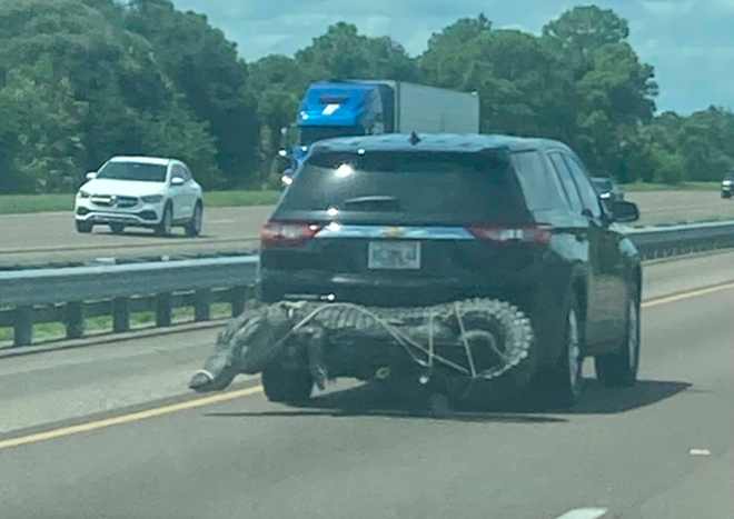 Florida woman spots alligator strapped to SUV on I-95
