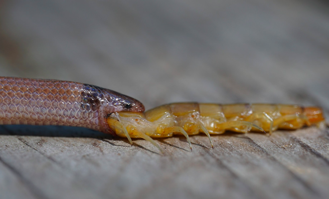 The rarest snake in North America was found dead in Florida after choking on a centipede | Florida News | Orlando