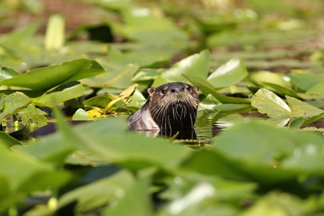 A river otter in the Okefenokee Swamp.  - Adobe Stock