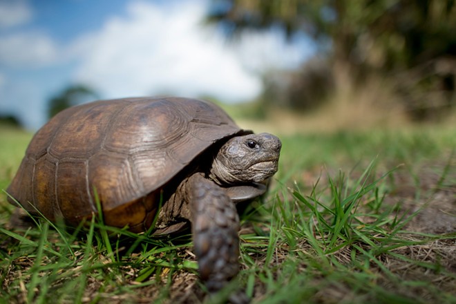 Feds reject push to declare gopher tortoises endangered