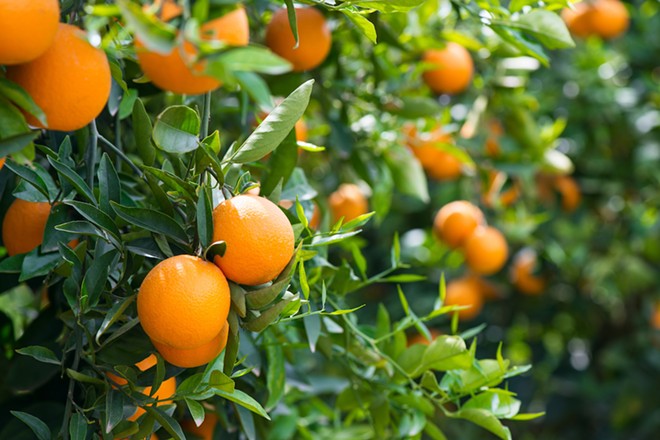 Florida orange crop expected to hit lowest production level since Great Depression