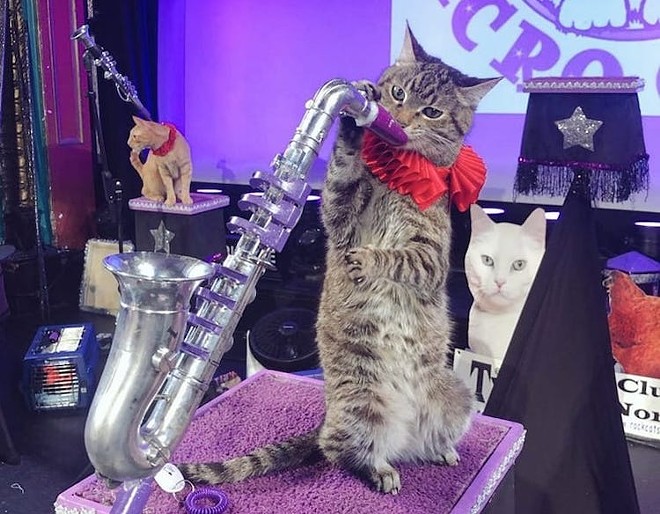 Cats playing jazz and more this weekend at the Orlando Rep - Photo courtesy Tuna and the Rock Cats Rescue/Facebook