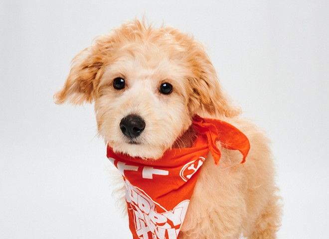 It's go-time for DaVinci at this year's Puppy Bowl - Photo courtesy WBD