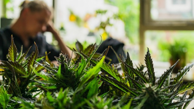 A new political committee wants to make it legal to grow your own pot in Florida