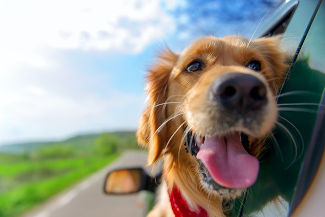 Florida Democrat files bill criminalizing dogs from sticking their heads out of the car window | Florida News | Orlando