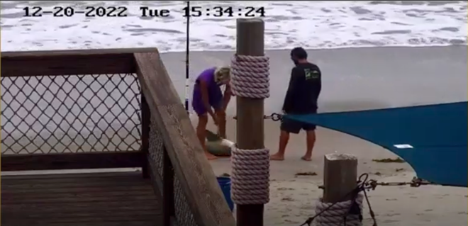 Charges filed against man caught beating shark with hammer on Florida beach last year