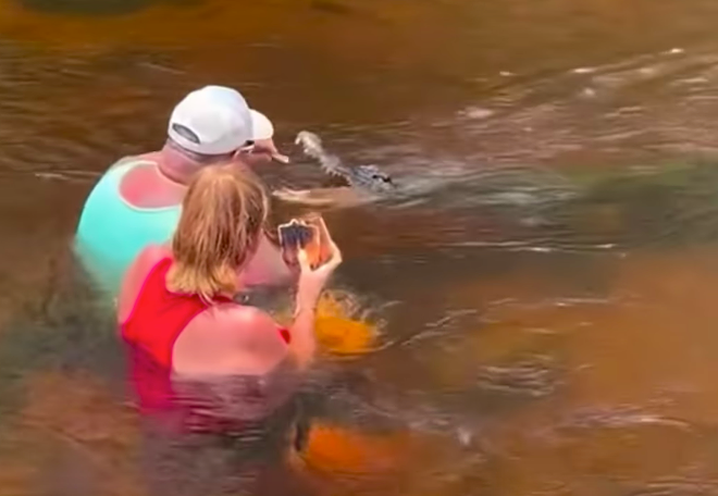 Video appears to show Florida man feeding alligator a sandwich | Florida News | Orlando